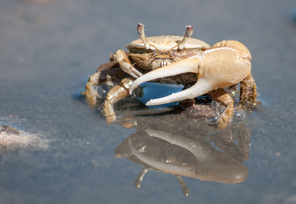 How To Rig Fiddler Crabs To Catch More Sheepshead