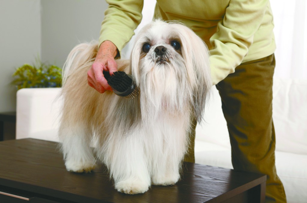 Depot Days in search of dogs Orange Leader Orange Leader