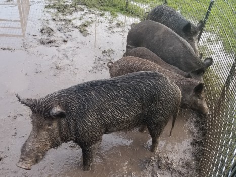 Hogs on the loose - Orange Leader | Orange Leader