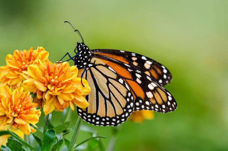 EcoFest and Butterfly Release at Shangri La Botanical Gardens and