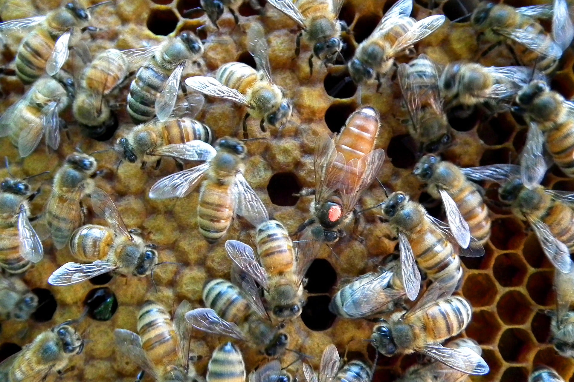 Как можно стать пчелой. Медоносная пчела улей. Королева медоносных пчел. Улик пчелиный. Матка пчелы.