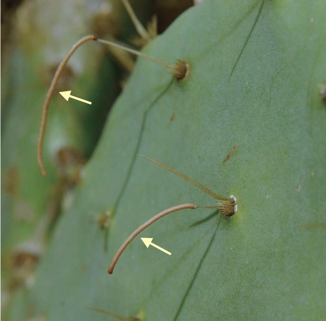 Pest Alert Cactus Moth Spotted In Texas Orange Leader Orange Leader