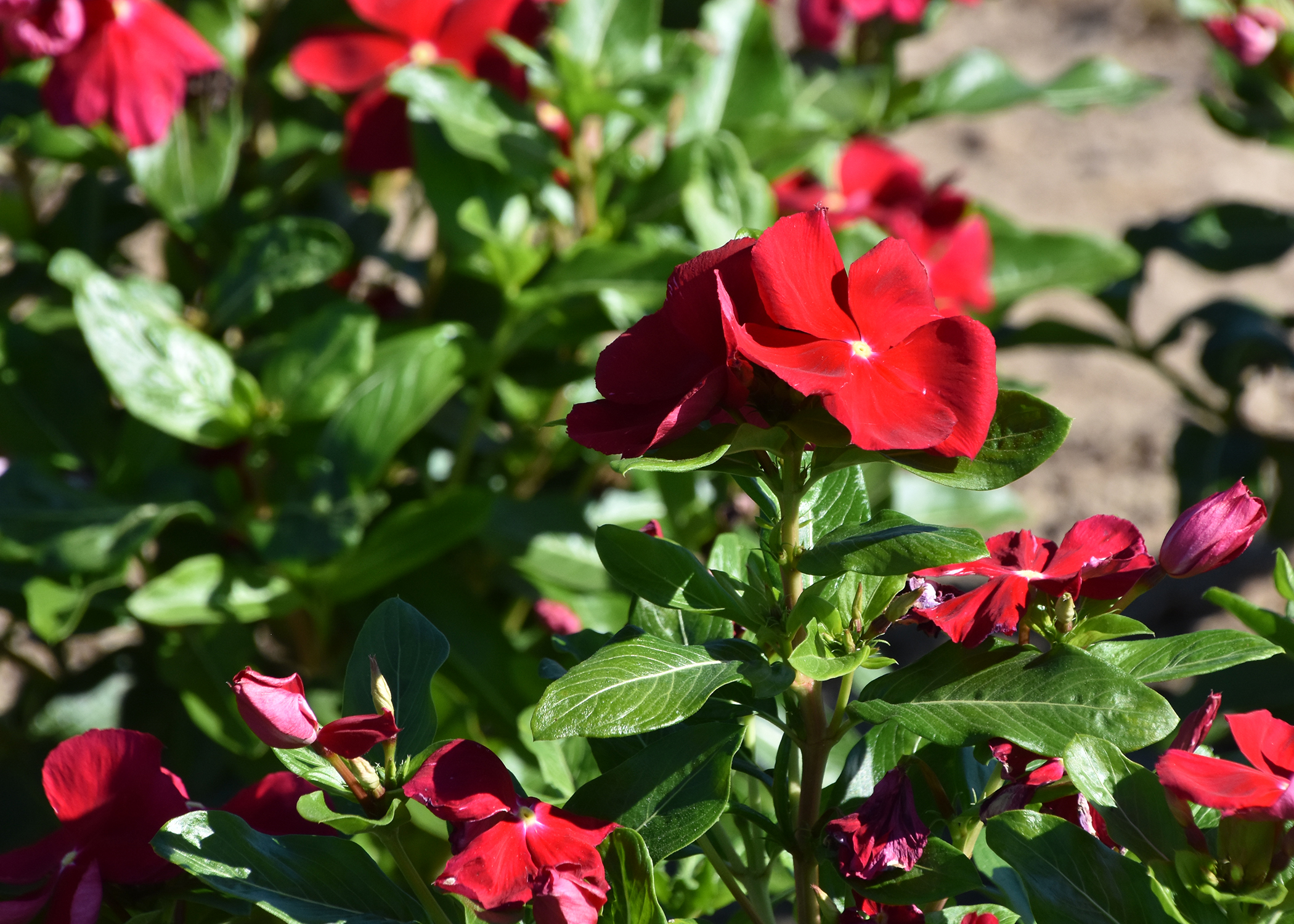 Welltended vinca excel in summer landscapes Orange Leader Orange