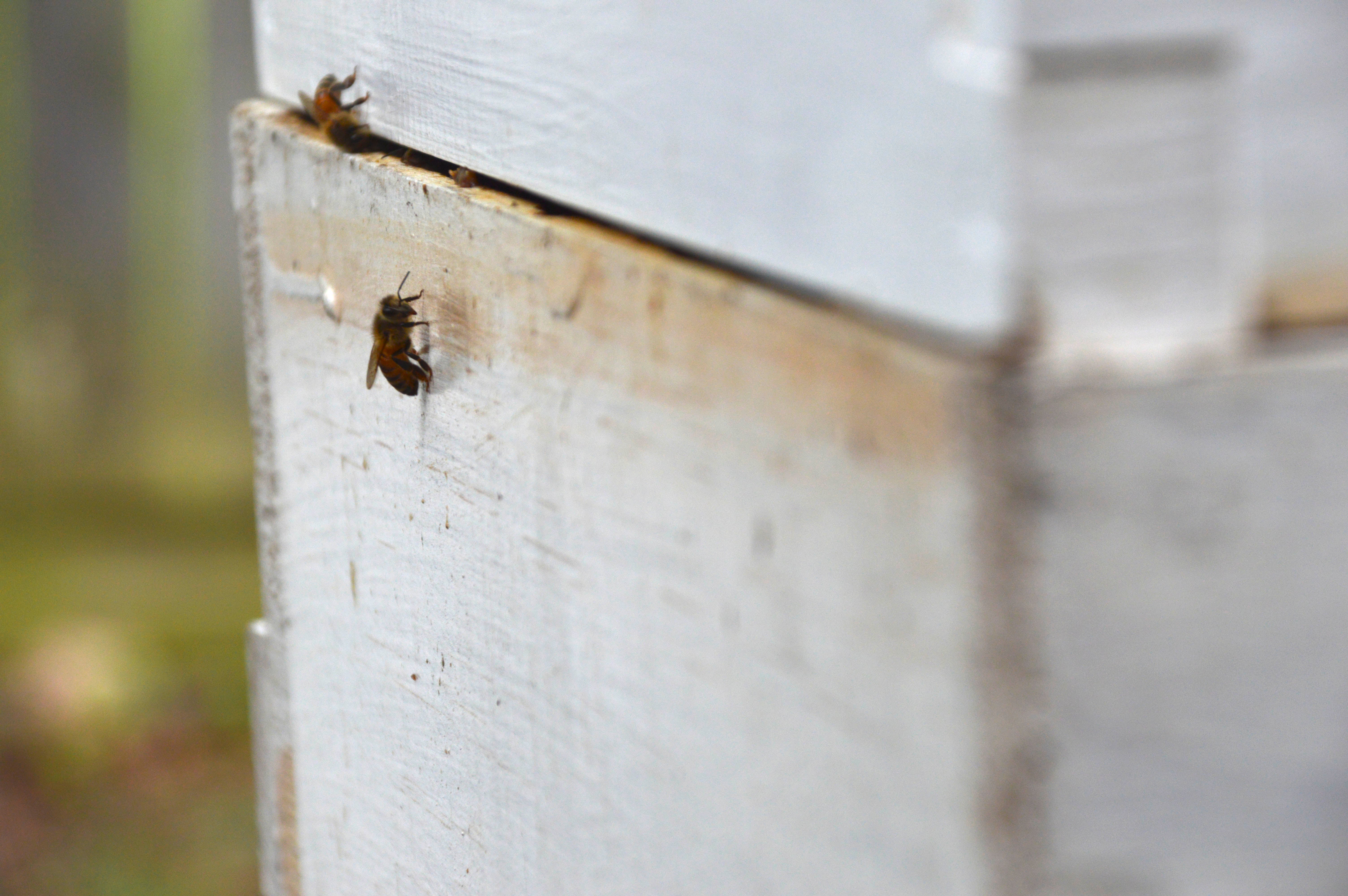 Honeybees on hive