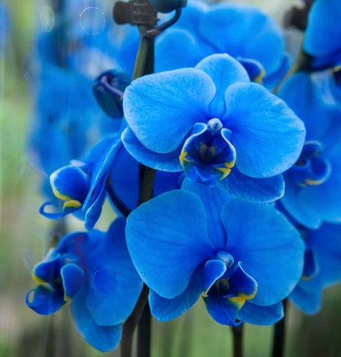 Master Gardeners: Are Blue Orchids Real? The Ultimate Truth - Orange Leader