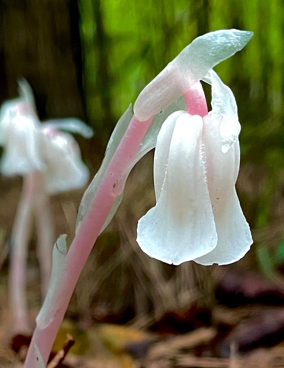 indian ghost pipe seeds