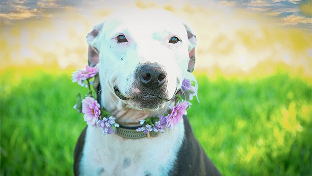 ADOPT A PET — Beautiful pitbull terrier Cookie is ready for YOU - Orange  Leader | Orange Leader
