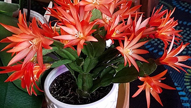 MASTER GARDENER — Holiday Cacti tips for Thanksgiving, Christmas and Easter (Part 3 of 3)