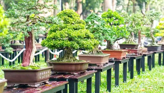 MASTER GARDENER — Bonsai gardening for everyone  ...